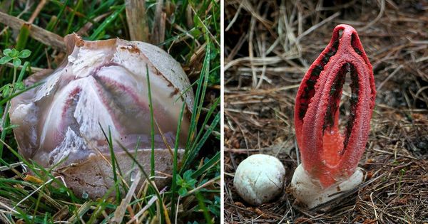 The Captivating Octopus Stinkhorn Fungus