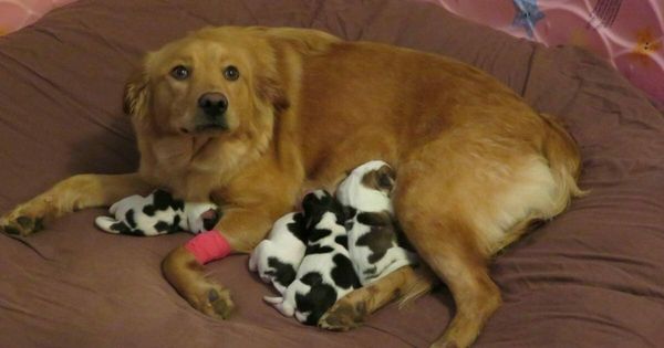 Owner shakes her head when dog gives birth to “baby cows” – looks closer and realizes the unexplainable