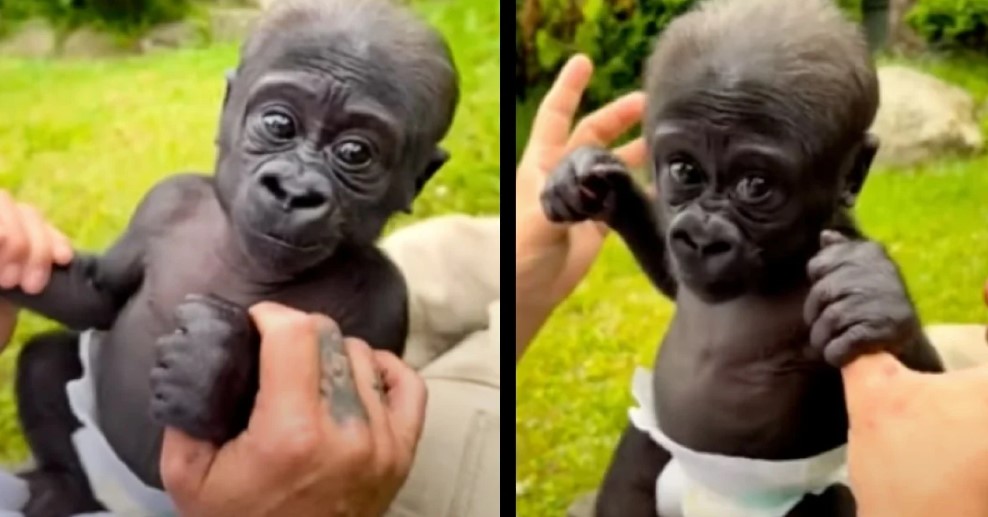 Resilient Baby Gorilla Overcomes Challenges with Human Intervention