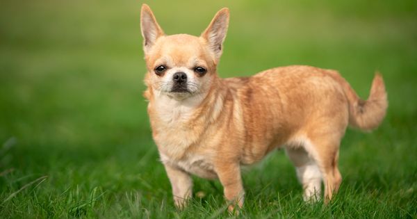 A Tale of Love: 101-Year-Old Woman Adopts 11-Year-Old Toothless Chihuahua