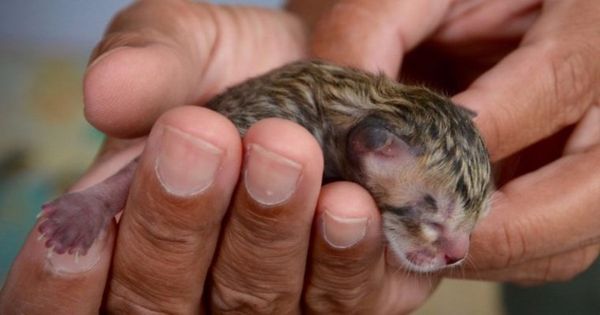 The Tale of Simba, the Extraordinary Fishing Cat!