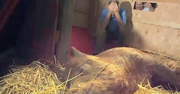 The Amazing Story of Emma the Pregnant Pig