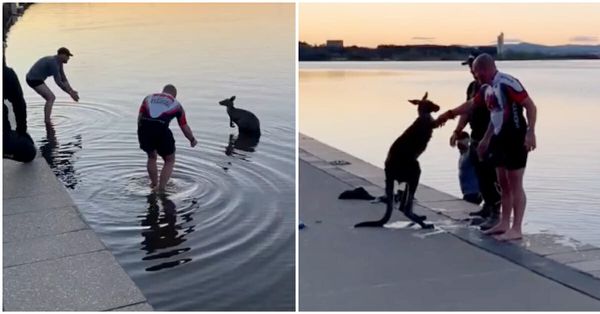 A Thankful Kangaroo Offers a Handshake after Being Saved