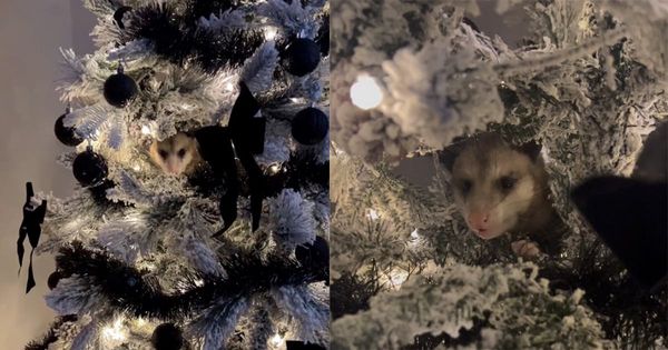 Woman Finds a Surprise Guest in her Christmas Tree