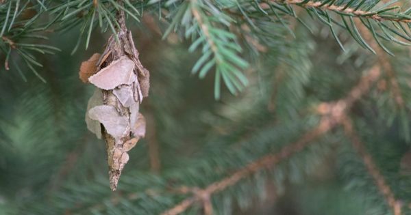 What’s Hanging from Your Tree? It’s Bagworms!