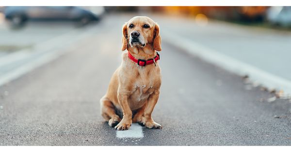 After Family’s Beloved Dog is Tragically Killed, Their Powerful Warning Sign Grabs Attention