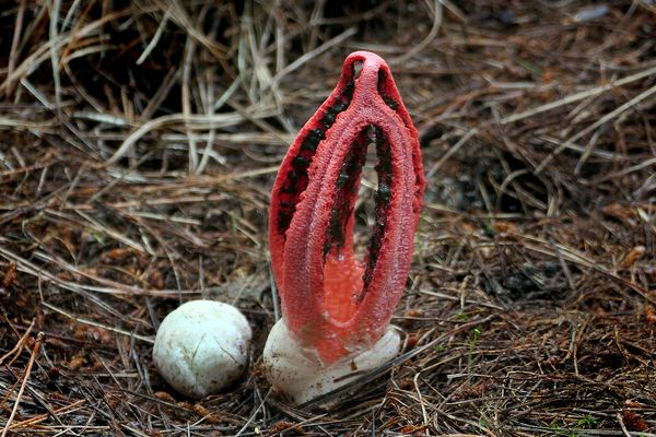 Octopus Stinkhorn