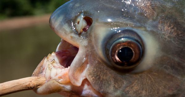 The Astonishing Fish Caught by an Oklahoma Boy