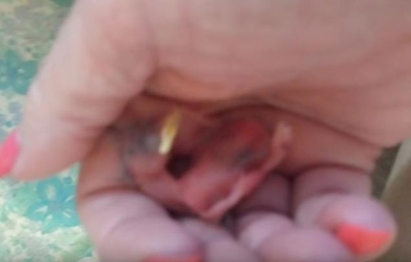 Woman Saves Abandoned Chick from Smashed Egg – Its Incredible Transformation