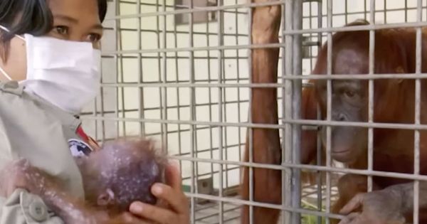 The Heartwarming Reunion of a Mother Orangutan and Her Stolen Baby