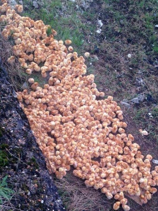 Man Discovers Moving “Tennis Balls” While Hiking