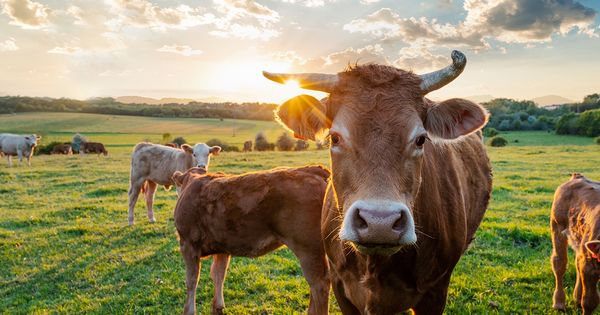 When Tragedy Strikes a Farmer: Jared Blackwelder’s Unfortunate Loss