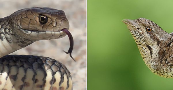 The Enchanting Eurasian Wryneck: A Bird that Impersonates a Snake