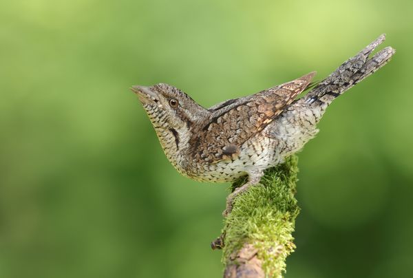 A Eurasian Wryneck perched on a branch