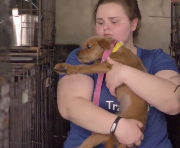 Happy dogs with their new families