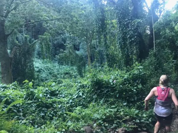 Woman Discovers Haunting Detail in Rainforest Photo