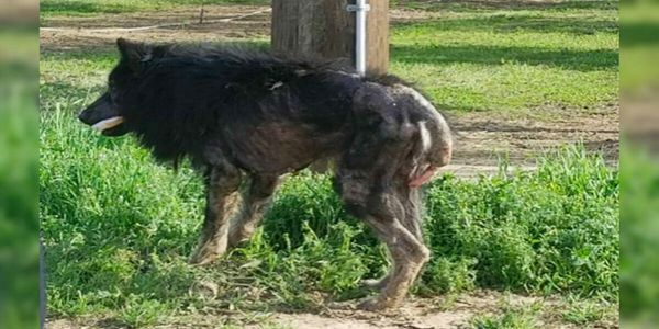 A Stranger’s Kindness Transformed the Life of a Mysterious “Werewolf” Dog