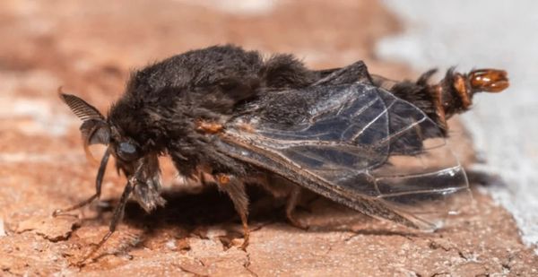 Evergreen Bagworm Life Cycle