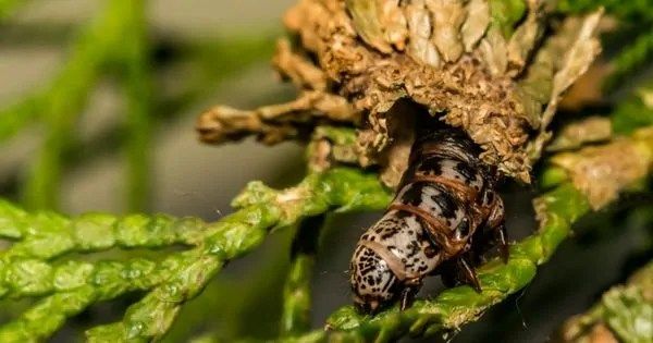 Evergreen Bagworm Pupae