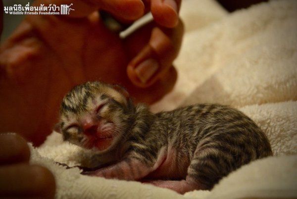 Simba the fishing cat