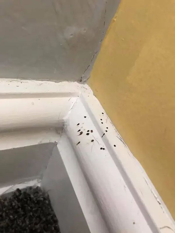 Spider Droppings on Skirting Board