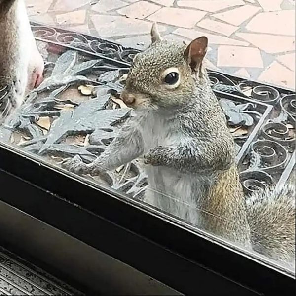 The Incredible Friendship Between a Family and a Squirrel