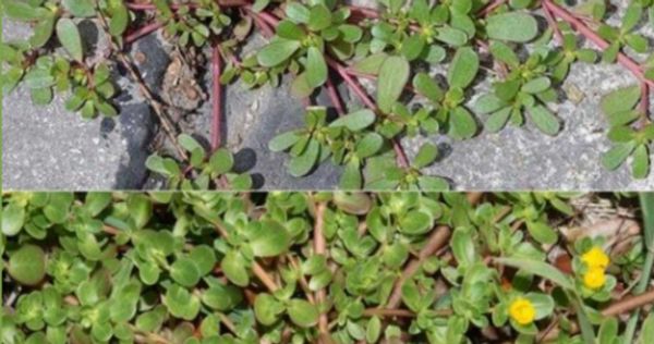 The Incredible Benefits of Purslane: A Plant You Shouldn’t Break!