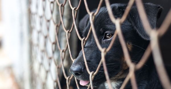 A Miraculous Rescue: Bikers Save Abandoned Dog from Certain Death