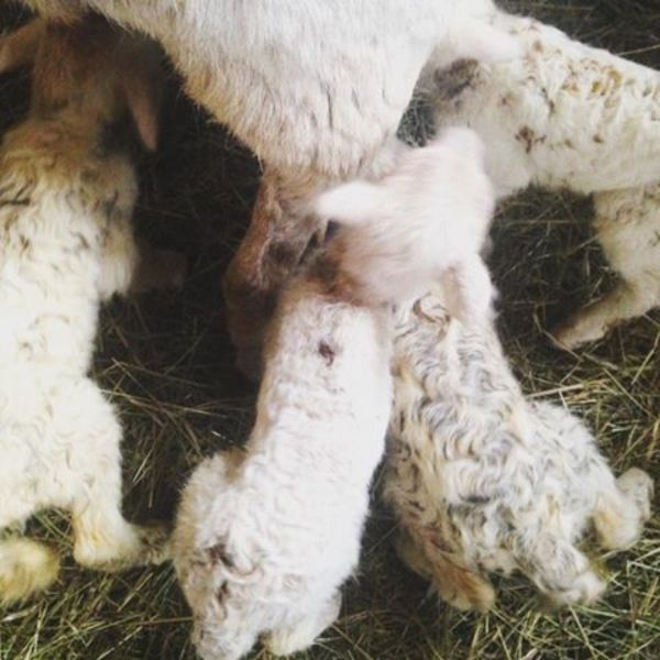 Four little lambs