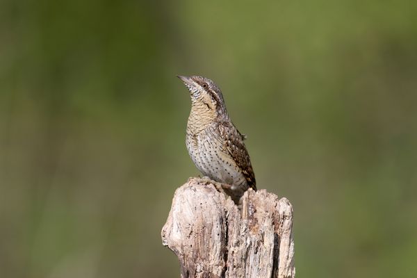 A close-up of a Eurasian Wryneck