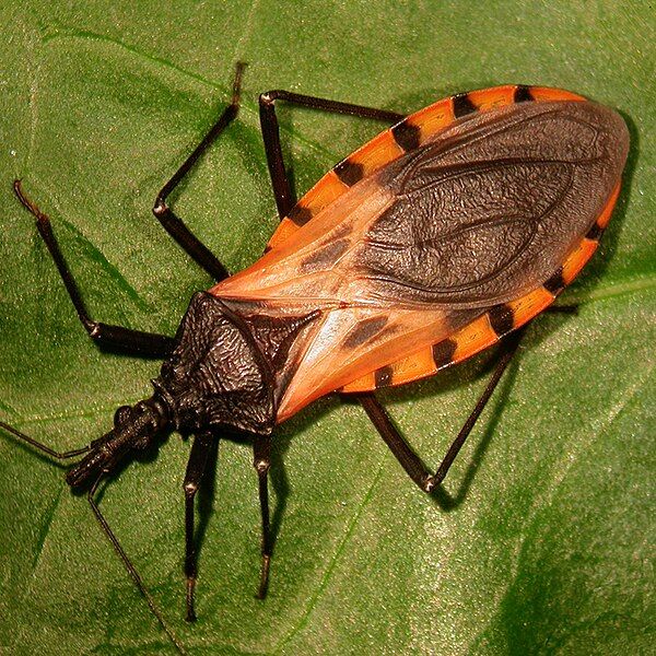 The Silent Killer: Chagas Disease