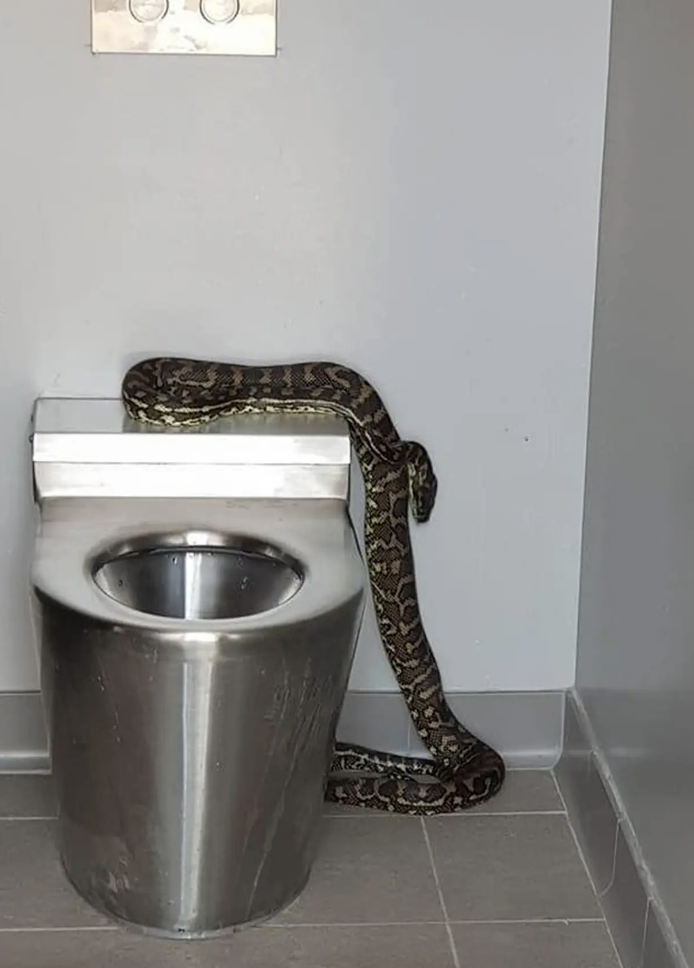 Giant python’s mystery meal confuses internet: ‘What did it eat?’