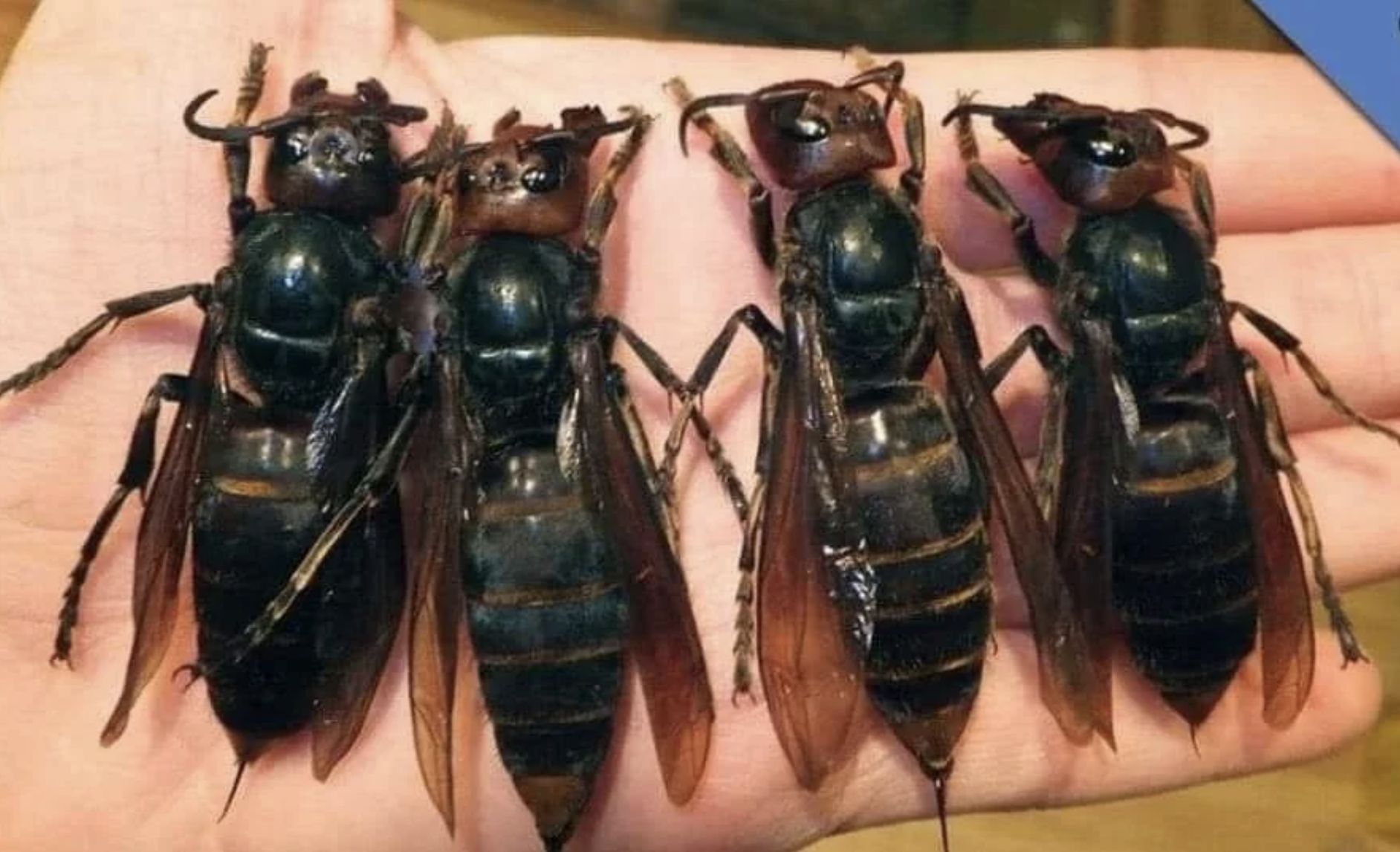 The Dangerous Invasion of the “Murder Hornet”